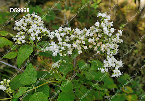 Ageratina altissima (White Snakeroot, Eupatorium rugosum)